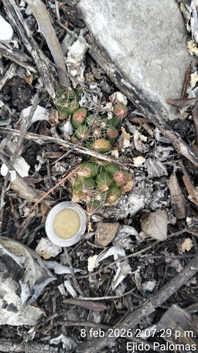 Mammillaria surculosa