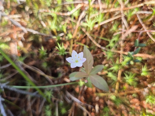 Arctic Starflower