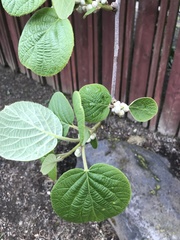 Actinidiaceae
