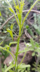 Cryptantha clevelandii