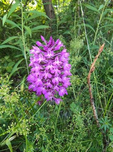 pyramidal orchid