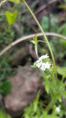 Cryptantha clevelandii