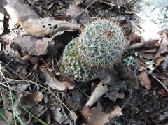 Mammillaria haageana conspicua