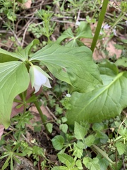 Trillium flexipes