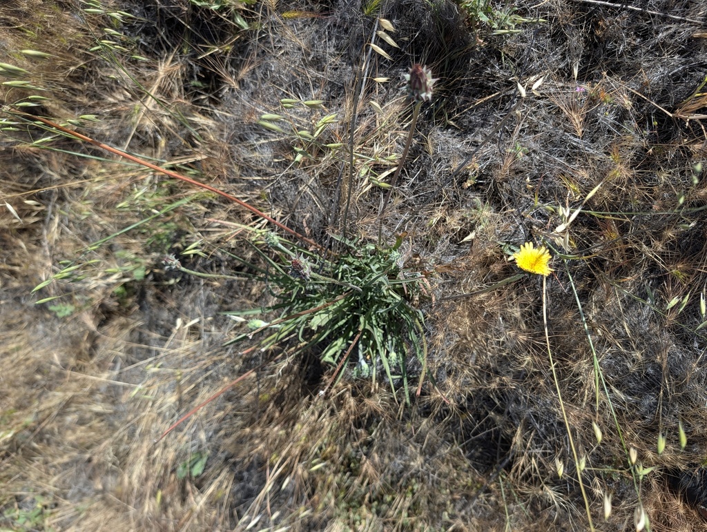 Agoseris grandiflora; photograph (c) Trevor Van Loon, some rights reserved (CC BY)
