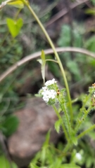 Cryptantha clevelandii