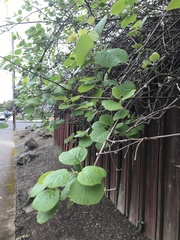Actinidiaceae
