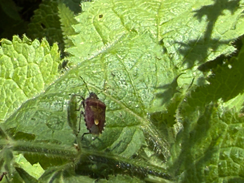 Sloe Bug