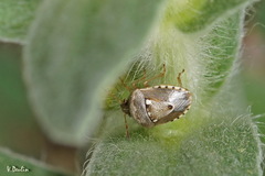 Stagonomus bipunctatus bipunctatus