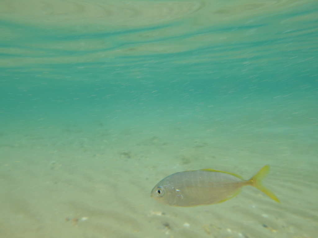 Photo of Blue runner (Caranx crysos)