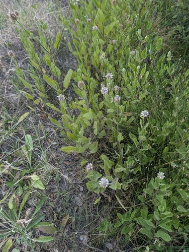 Stachys pycnantha, photograph 6