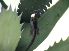Sceloporus megalepidurus