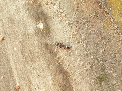 Temnothorax spinosior