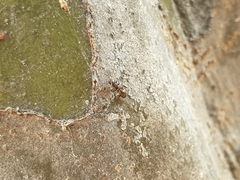 Temnothorax spinosior