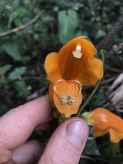 Columnea strigosa