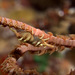 Anker's Whip Coral Shrimp - Photo (c) DavidR.808, some rights reserved (CC BY-NC), uploaded by David R