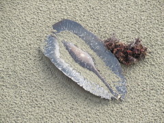 Callorhinchus milii