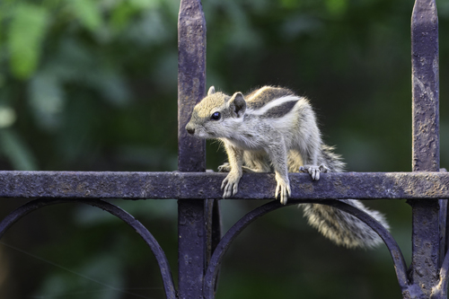 Five-striped Palm Squirrel