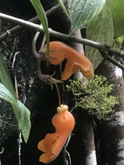 Columnea strigosa