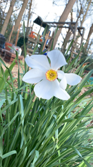 Narcissus poeticus