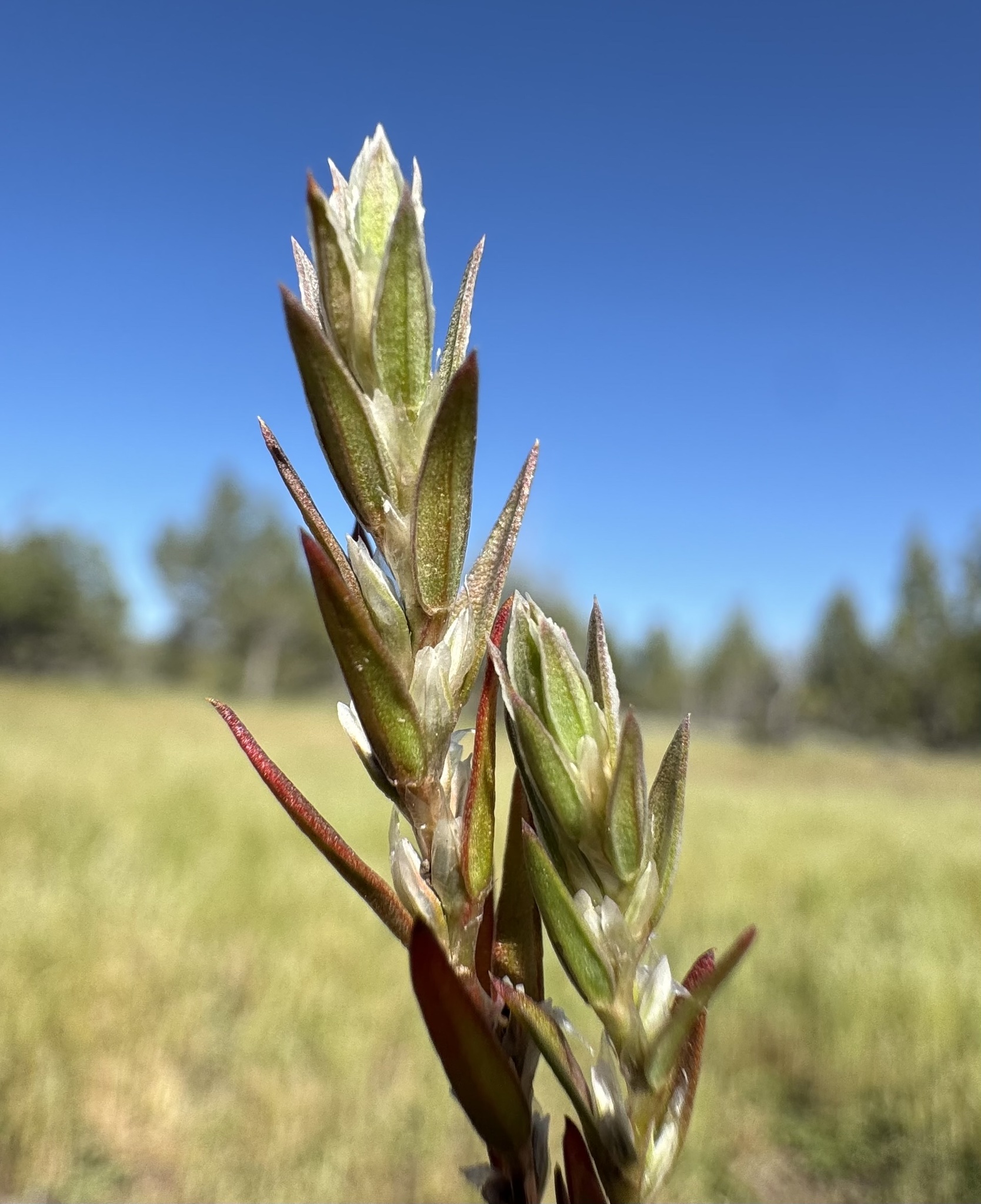 Polygonum polygaloides ssp. esotericum