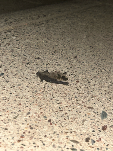 Canyon Bat