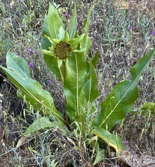 Wyethia glabra, photograph author not stated, no rights reserved