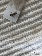 Closterocoris amoenus