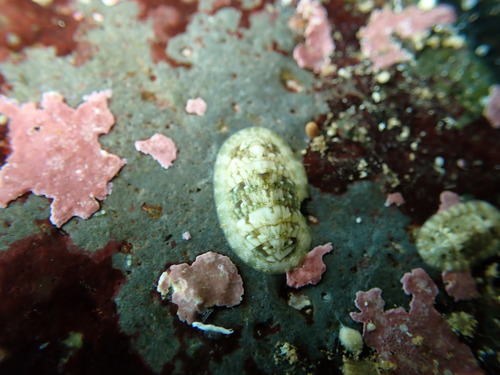 Rhyssoplax observed 2026-06-07