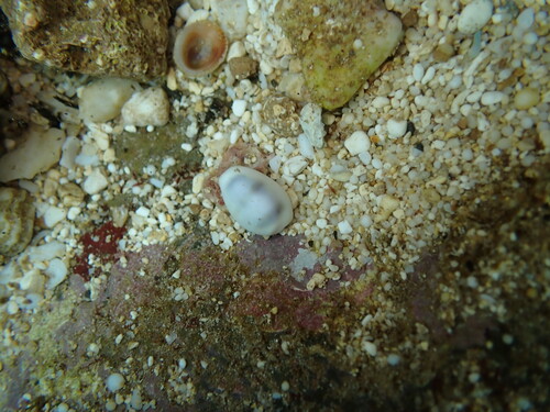 Cypraea moneta observed 2026-06-07