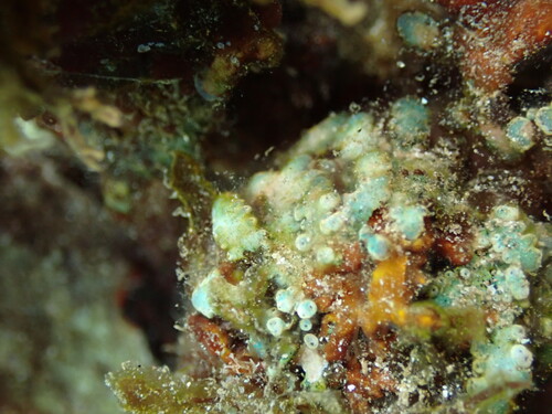 Palisada parvipapillata observed 2026-06-07