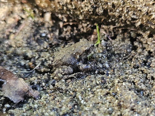 Spiny Toad