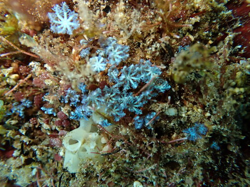 Sarcothelia observed 2026-06-07