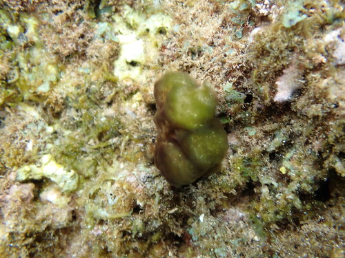 Colpomenia sinuosa observed 2026-06-07