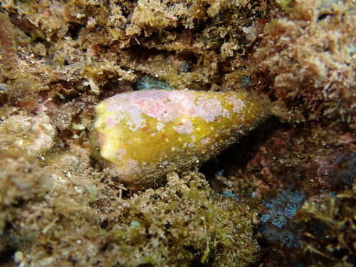 Conus lividus observed 2026-06-07