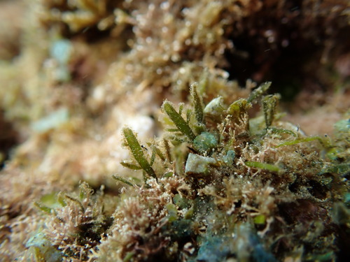 Pterocladiella caerulescens observed 2026-06-07
