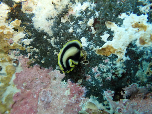 Pseudoceros paralaticlavus, 2026-06-07