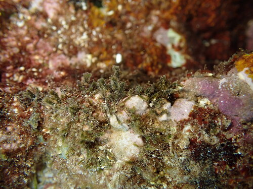 Pterocladiella caerulescens observed 2026-06-07