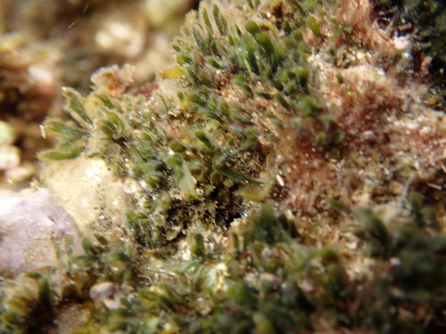 Pterocladiella caerulescens observed 2026-06-07
