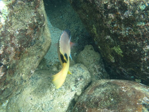 Bodianus albotaeniatus observed 2026-06-07
