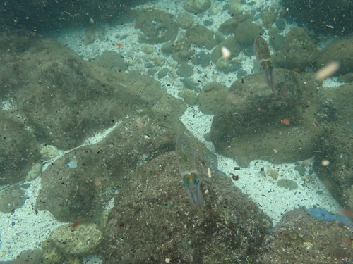 Sepioteuthis lessoniana observed 2026-06-07