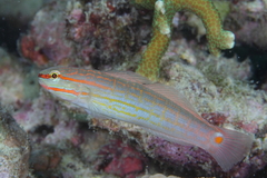 Amblygobius decussatus