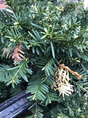 Pestalotiopsis funerea