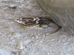 Bogert's Garter Snake photo 2