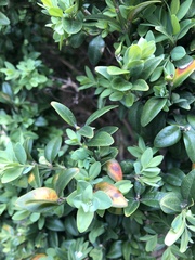 Calonectria pseudonaviculata