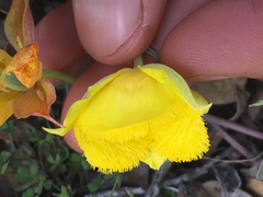 Calochortus monophyllus