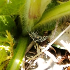 Atralata albofascialis