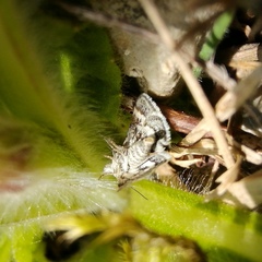 Atralata albofascialis