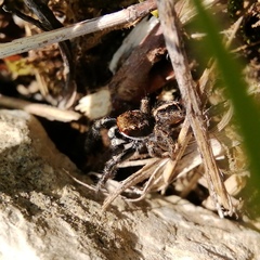 Pellenes tripunctatus