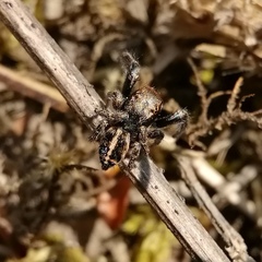 Pellenes tripunctatus